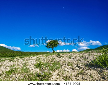 A lonely tree in a field.