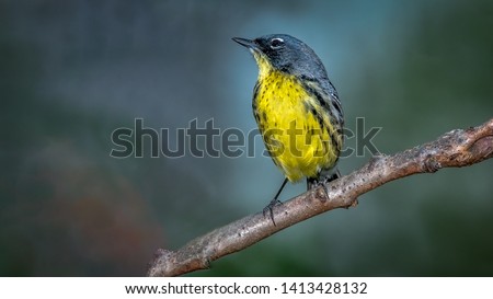 Kirtland's Warbler sitting on a branch during Spring migration. Royalty-Free Stock Photo #1413428132