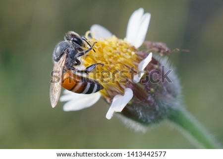 Malaysia, penang island, the bee in honey Royalty-Free Stock Photo #1413442577