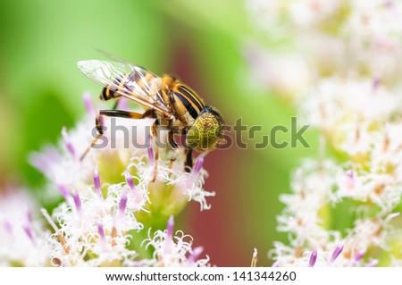 Bee sitting on wild flower
