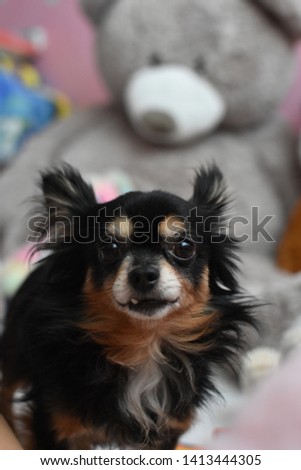 Cute little dog Chihuahua long hair breed portrait with a giant teddy bear. Puppy pet. Animals.aa