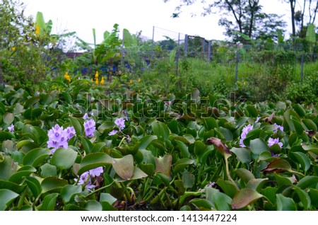 Common Water Hyacinth Eichhornia crassipes