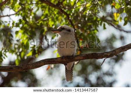 Picture from a Kookaburra who is sitting on a branch and is enjoying the sun