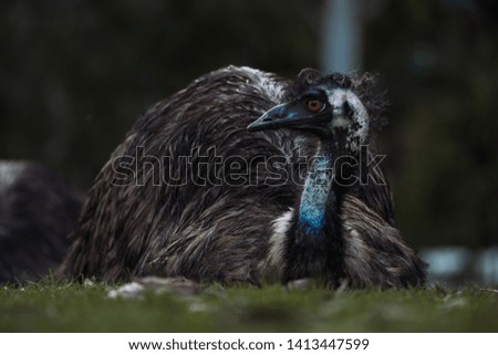 Picture from a on the ground laying Emu