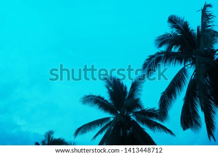 coconut  tree background with blue sky.  