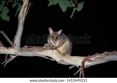Possum in the Australian Outback climb a tree limb at night