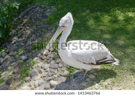 big white pelican resting on the grass by the pond