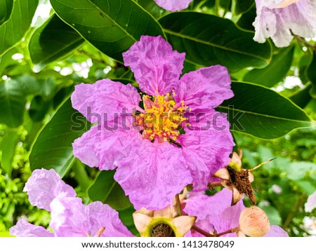 Inthanin flowers are purple in color, another sacred flower of Thailand, meaning good, meaning stability, wealth, which was originally named Tabaek.