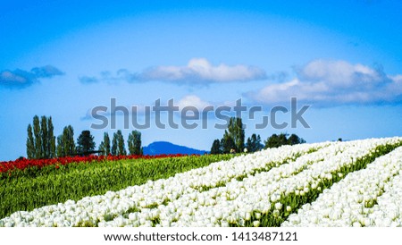 Spectacular spring landscape with white tulip field and blue sky in the background