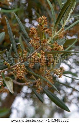 Seasonal blossom of olive trees on plantanions in Italy close up