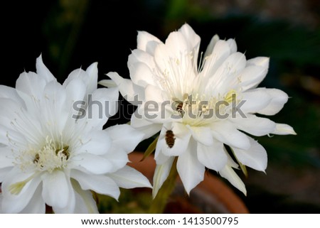 Pure white flowers bloom on green cactus trees. Many bees fly over these flowers and some are in these flowers. This is a picture on a dark colored background in the garden.