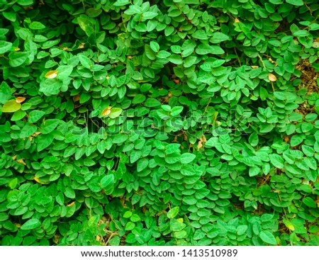 Fresh green leaves background, hedge green plant, natural texture, tiny green leaves in the garden.