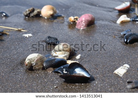 summer background. seashells on sand