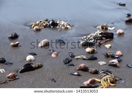 summer background. seashells on sand