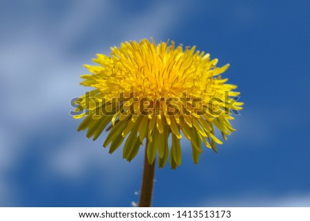 Macro Photo of a dandelion plant. Dandelion plant with a fluffy yellow bud. Yellow dandelion flower growing in the ground. Dandelion with sky on background
