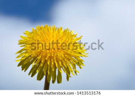 Macro Photo of a dandelion plant. Dandelion plant with a fluffy yellow bud. Yellow dandelion flower growing in the ground. Dandelion with sky on background