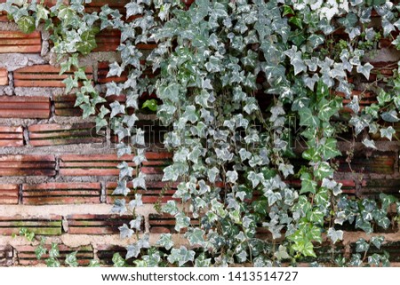 Ivy vine on brick wall
