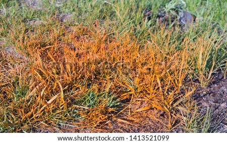 the grass is painted in bright orange
