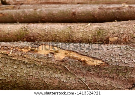 Wooden tree stems falled closed up rind