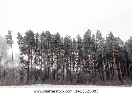 picture of the landscape, which has a forest, snow-covered land and gray sky