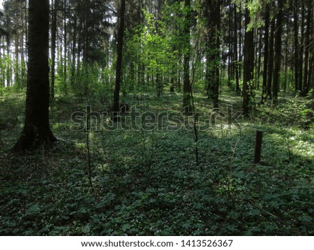 The background of the spring forest landscape with blossoming forest flowers. The first spring flowers snowdrops