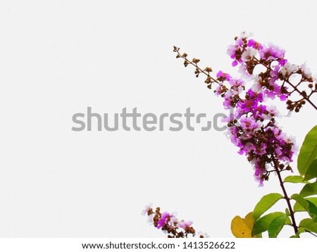 Light purple and white bouquet of flowers isolated on white With copy space For your background design.