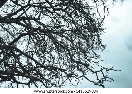 The Complicated Branch of tree