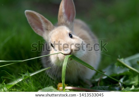 a cute, little rabbit eats grass