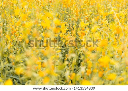 Yellow flowers field in sunny day. Summer and Spring season concept. 