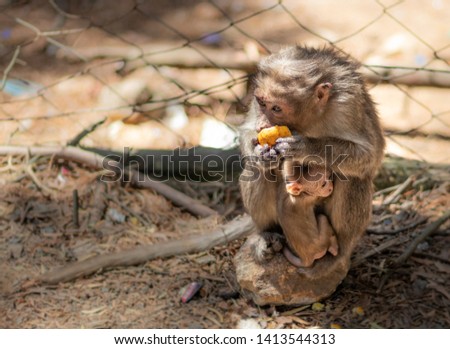 Monkey with her child feeding