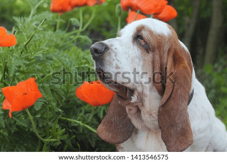 beautiful basset hound in poppies
