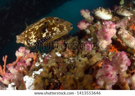 Big Puffer Fish under the Jetty swims between soft and hard corals. Diving, wide angle photography. Jetty dive site, Padang Bay, Bali, Indonesia.