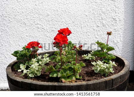Red flower on big round wooden pot in front of rough white wall 