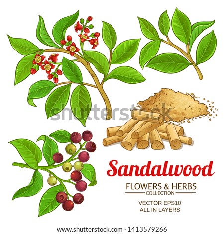 sandalwood vector set on white background Royalty-Free Stock Photo #1413579266