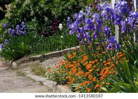 Lilac irises, orange calendula and white flowers of a chamomile in a flower garden against the background of dark lilac bushes

