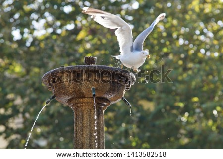 a pigeon takes off from a fountain