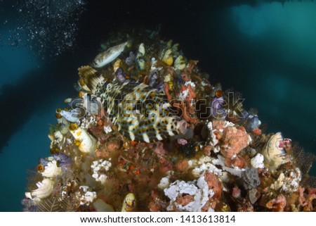 Big Filefish -  Aluterus scriptus. Swims under the pier. Jetty dive site, Padang Bay, Bali, Indonesia. 