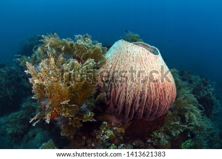 Amazing underwater world - big sea sponges. Blue underwater background. Tulamben, Bali, Indonesia. 