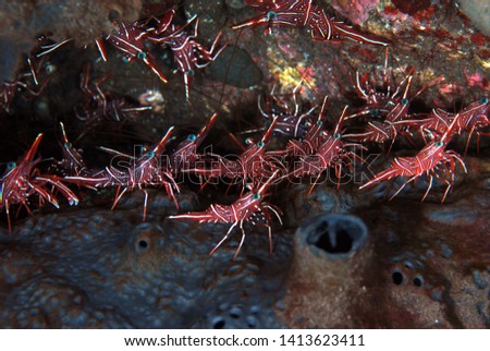 Durban dancing shrimp  (Rhynchocinetes durbanensis) - macro underwater world. Many red shrimps. Tulamben, Bali, Indonesia.