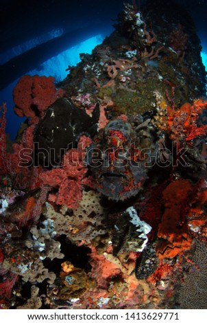 Giant frog fish hid on columns under the pier. Excellent disguise and camouflage. Underwater wide angle photography. Jetty dive site, Padang Bay, Bali, Indonesia. 
