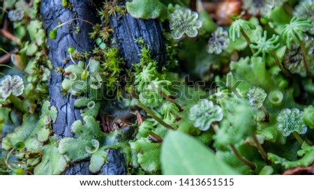 Green moss in the forest, close up. Marchantia polymorpha, known as the common liverwort or umbrella liverwort. Funaria hygrometrica, the bonfire moss or common cord-moss. Royalty-Free Stock Photo #1413651515