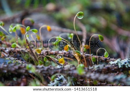 Green moss in the forest, close up. Marchantia polymorpha, known as the common liverwort or umbrella liverwort. Funaria hygrometrica, the bonfire moss or common cord-moss. Royalty-Free Stock Photo #1413651518