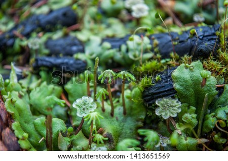 Green moss in the forest, close up. Marchantia polymorpha, known as the common liverwort or umbrella liverwort. Funaria hygrometrica, the bonfire moss or common cord-moss. Royalty-Free Stock Photo #1413651569
