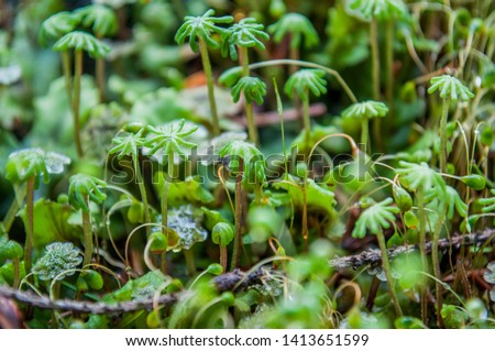 Green moss in the forest, close up. Marchantia polymorpha, known as the common liverwort or umbrella liverwort. Funaria hygrometrica, the bonfire moss or common cord-moss. Royalty-Free Stock Photo #1413651599