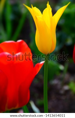 Beautiful Spring Tulip Garden. Stock Photo