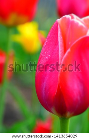 Beautiful Spring Tulip Garden. Stock Photo