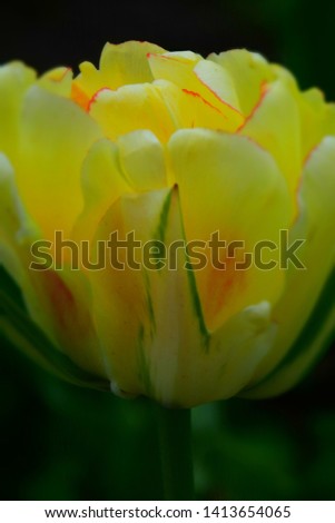 Yellow Tulip Garden in Spring. Stock Image