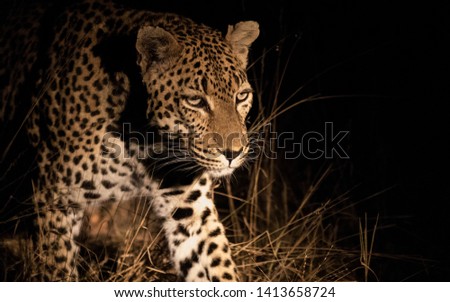 Torchwood Male Leopard on an evening patrol