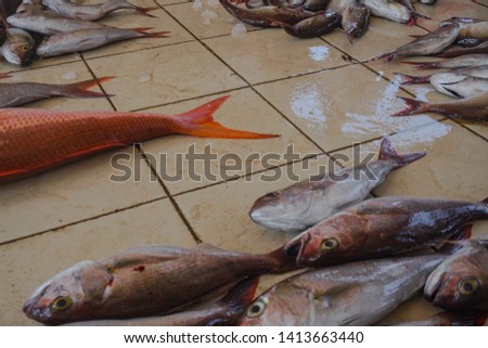 Fish market in Asia. Catching sea and ocean animals in the Indian Ocean. Tuna on shelves for sale. Exotic background