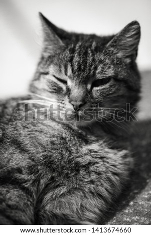 Macro shot of a cat relax in the sun, closeup